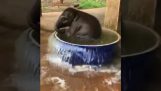 Een kleine olifant baden
