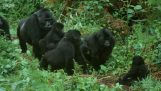 Роботизована горила горила проникає в групу