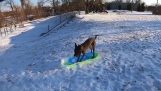 A dog goes sledding