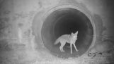 Kojot a jezevec společnost vjíždění do tunelu