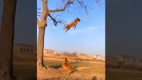Літаючих собака