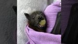 الخفافيش الصغيرة تأكل الفاكهة