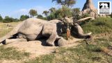 Słoń leżącego na leczenie