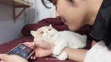 A cat asks for little attention