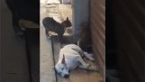 Un câine doarme și două pisici luptă alături de el