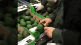 The Colombian anti drug division finds cocaine in avocados