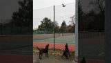 Écureuil échappe de deux chiens