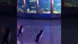 Penguins navštívit akvárium