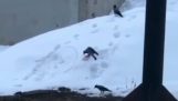 En kråke merker snowboard
