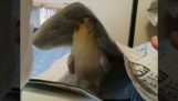 Een papegaai speelt verstoppertje