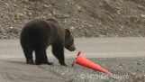 Bear straightens a warning cone