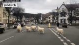 山羊移動威爾士空蕩盪的街道