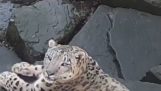 Een luipaard opgeschrikt door de camera