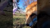 Uma raposa rouba um telefone celular
