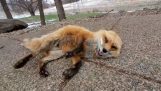 Radosny Fox