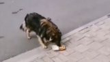En man erbjuder mat från McDonalds till en herrelös hund