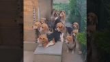 Los Beagles están esperando en la cola por su comida
