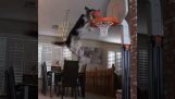 Собака з НБА
