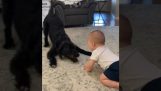 Ein Baby lacht über den Hund