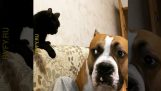 Куче и котка в спор