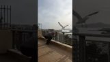 Angriff einer Möwe auf den Balkon