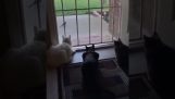 तीन बिल्लियाँ एक पक्षी को देख रही हैं