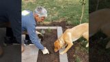Hundhjälper i trädgårdsskötsel