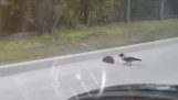 Ворона гонит ежа посреди дороги