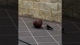 O pasăre se joacă cu un baschet
