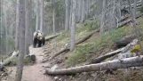 Az ausztrálok találkozik egy grizzly medve Kanadában