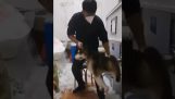 Cum sunt făcute huskii sibieni