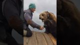 Medveď nechce byť česaný