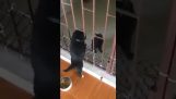 Mačiatko pomáha jeho kamarátovi prejsť zábradlím