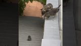 Mom cat helps her kitten up the stairs