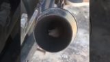 One mouse in the exhaust