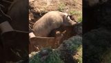 Ajude um porco com uma escavadeira
