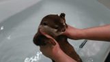 A small otter enters the water for the first time