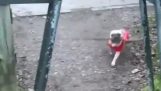 A dog runs with its wood
