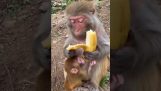 En abe renser omhyggeligt en banan