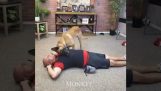 Собака штучно вдихає свого боса