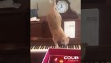 O gato e o piano