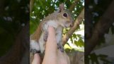Orava vierailee miehen pelastamiseksi