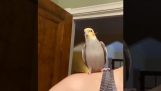 Papagáj napodobňuje trepačku