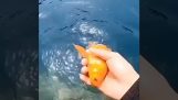 A goldfish returns to its owner