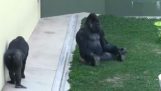 Um jovem gorila está brincando com seu pai