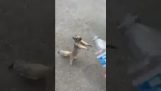 En ekorre frågar efter vatten