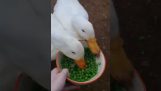 兩隻鴨子擦一碗豌豆