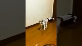 En kat leger alene