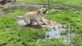 A blind dog discovers a puddle of water