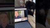 El gato rompió la laptop